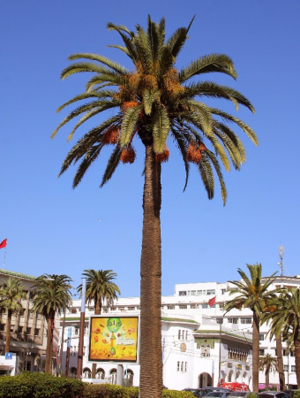 Afryka-Maroko-Casablanca-2014 W