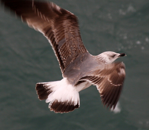 Ocean Atlantycki-Madera-Funchal-2015 W