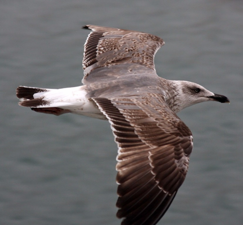 Ocean Atlantycki-Madera-Funchal-2015 W