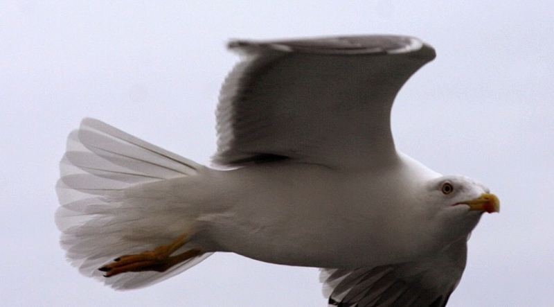 Ocean Atlantycki-Madera-Funchal-2015 W