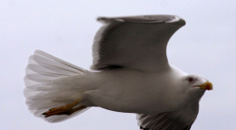 Ocean Atlantycki-Madera-Funchal-2015 W