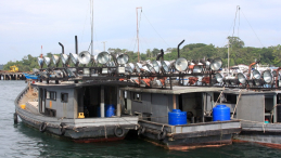 Azja-Filipiny-Borneo-Singapur-2011 (2) W