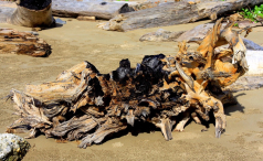 Azja-Filipiny-Borneo-Singapur-2011 (2) W