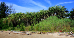 Azja-Filipiny-Borneo-Singapur-2011 (2) W