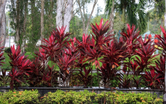 Azja-Filipiny-Borneo-Singapur-2011 (4) W