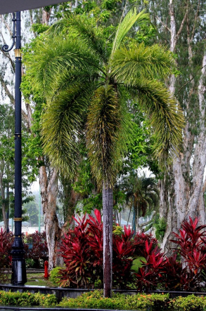 Azja-Filipiny-Borneo-Singapur-2011 (4) W