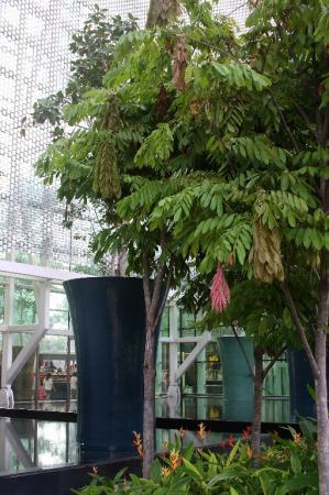 Azja-Filipiny-Borneo-Singapur-2011 (6) W