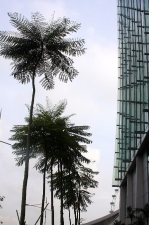 Azja-Filipiny-Borneo-Singapur-2011 (6) W