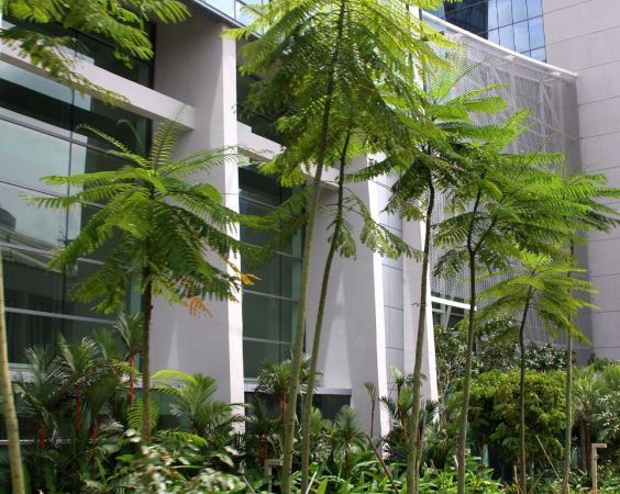 Azja-Filipiny-Borneo-Singapur-2011 (6) W