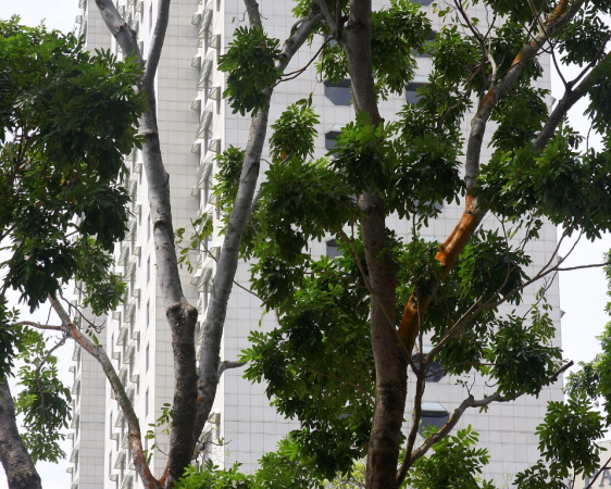 Azja-Filipiny-Borneo-Singapur-2011 (8) W