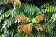 Azja-Filipiny-Borneo-Singapur-2011 (9) W