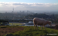 Oceania-Samoa-2011 W
