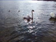 Europa-Niemcy-Friedrichshafen-2016 W