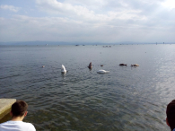 Europa-Niemcy-Friedrichshafen-2016 W