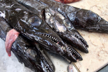 Ocean Atlantycki-Portugalia-Madera-Funchal-2014 W