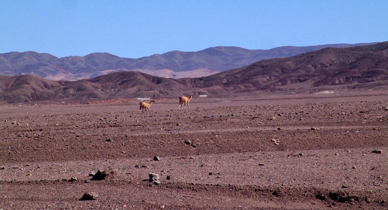 Ameryka Południowa-Chile-Atacama-2014 W