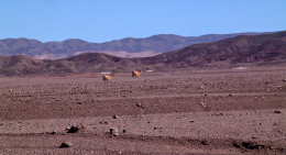 Ameryka Południowa-Chile-Atacama-2014 W