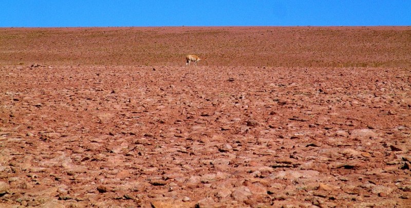 Ameryka Południowa-Chile-Atacama-2014 (2) W