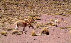 Ameryka Południowa-Chile-Atacama-2014 (2) W