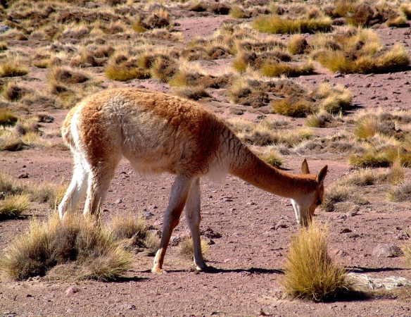 Ameryka Południowa-Chile-Atacama-2014 (2) W