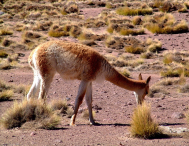 Ameryka Południowa-Chile-Atacama-2014 (2) W