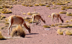 Ameryka Południowa-Chile-Atacama-2014 (2) W