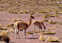 Ameryka Południowa-Chile-Atacama-2014 (2) W