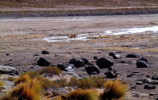 Ameryka Południowa-Chile-Atacama-2014 (2) W