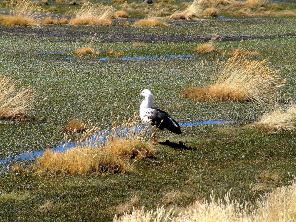 Ameryka Południowa-Chile-Atacama-2014 (2) W