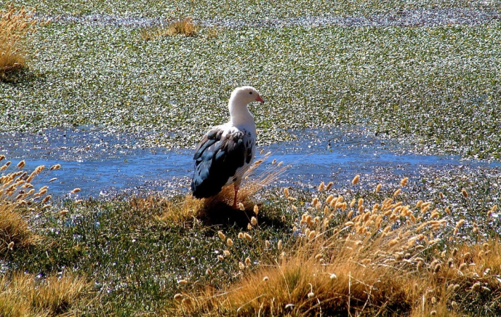 Ameryka Południowa-Chile-Atacama-2014 (2) W