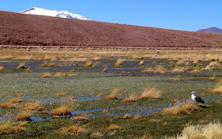 Ameryka Południowa-Chile-Atacama-2014 (2) W
