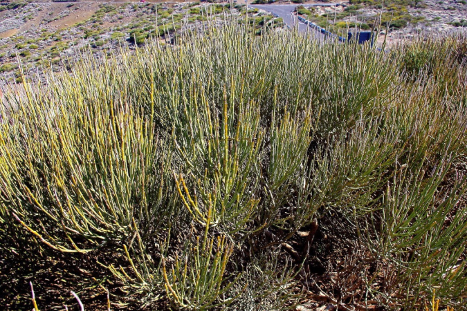 Ocean Atlantycki-Hiszpania-Santa Cruz de Tenerife-Observatorio del Teide-2014 (6) W