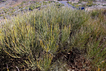 Ocean Atlantycki-Hiszpania-Santa Cruz de Tenerife-Observatorio del Teide-2014 (6) W
