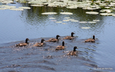 Europa-Polska-Szczecin-2011 (6) W