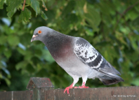 Europa-Polska-Szczecin-2011 (7) W